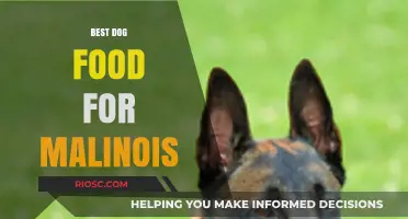 Top-Rated Dog Food Options to Fuel Your Belgian Malinois' Active Lifestyle