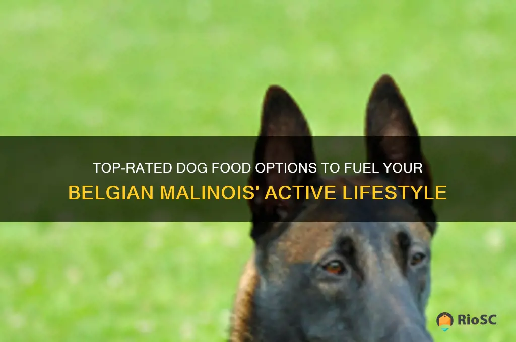 best dog food for malinois