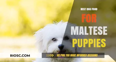 Nutritious and Delicious: Top Dog Food Picks for Maltese Puppies