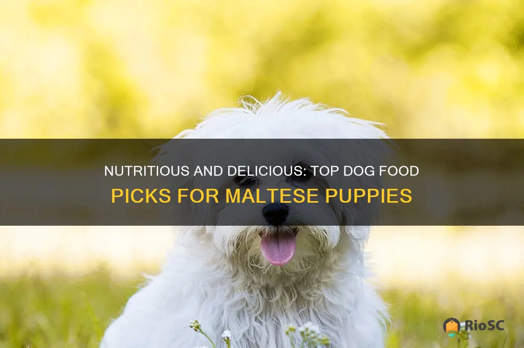 best dog food for maltese puppies