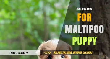 Nutritious and Delicious: Top Dog Food Recommendations for Your Maltipoo Puppy