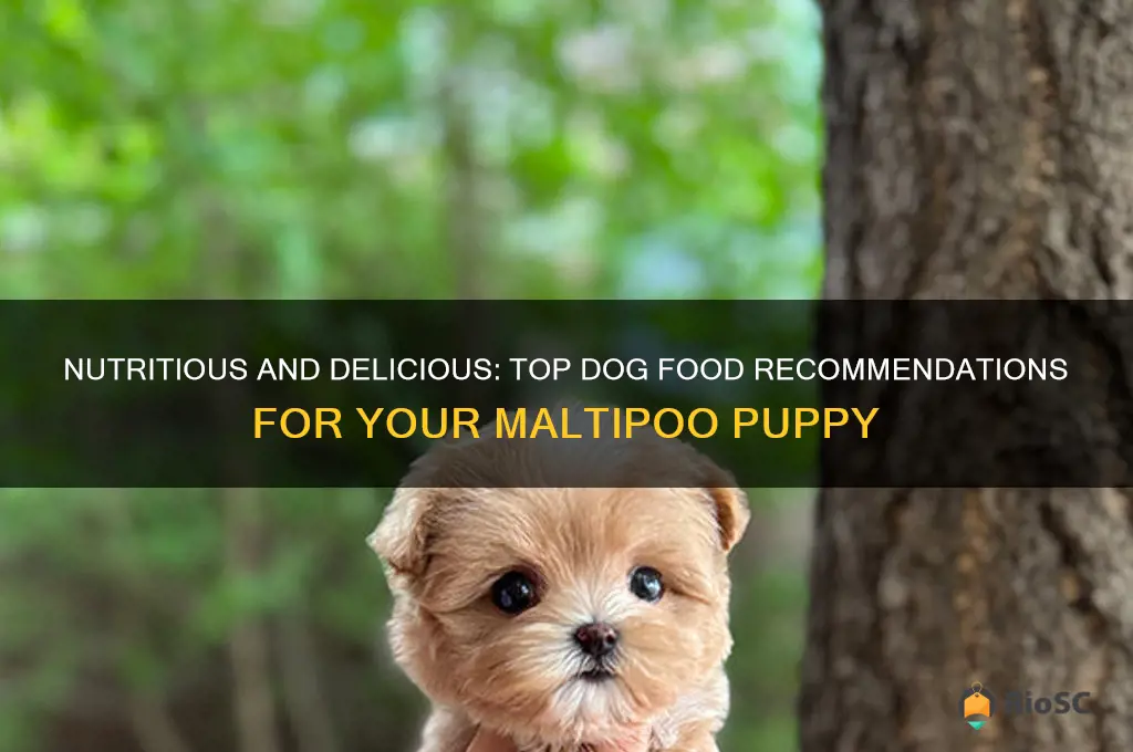 best dog food for maltipoo puppy