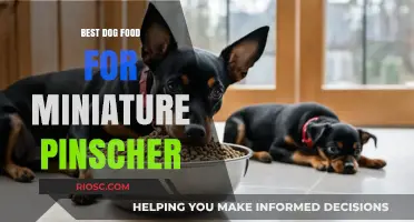 Top Nutritional Picks: Best Dog Food for Miniature Pinschers to Thrive