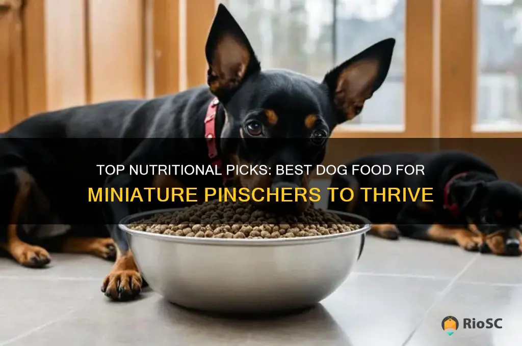 best dog food for miniature pinscher