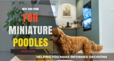 Nutritious and Delicious: Top Dog Food Picks for Miniature Poodles