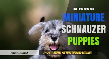 Nutritious and Delicious: Top Dog Food Picks for Miniature Schnauzer Puppies