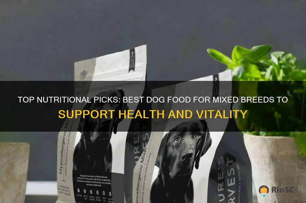 best dog food for mixed breeds
