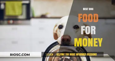 Top Budget-Friendly Dog Foods That Deliver Quality Nutrition