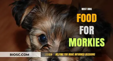 Top-Rated Dog Food Options for Morkies: Nutrition and Health Tips for Your Furry Friend