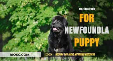 Top-Rated Dog Food Options for Healthy Newfoundland Puppy Growth and Development