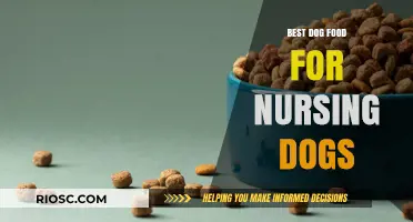 Nutritious Choices: Top Dog Food Options for Nursing Mothers