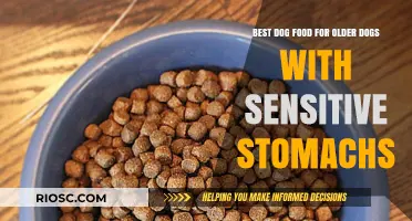 Gentle Nutrition: Top Dog Food Picks for Senior Dogs with Sensitive Stomachs