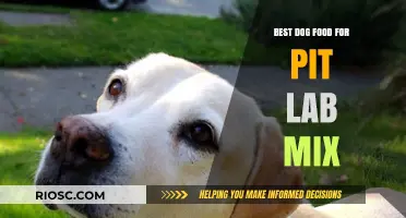 Nutritious and Delicious: Top Dog Food Picks for Your Pit Lab Mix