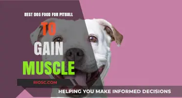 High-Protein Dog Food Options to Help Your Pitbull Build Muscle and Strength