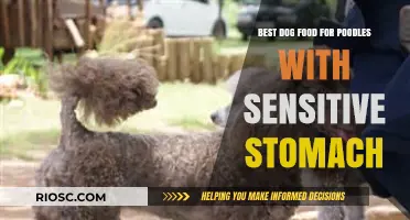 Gentle Nutrition: Top Dog Food Picks for Poodles with Sensitive Stomachs