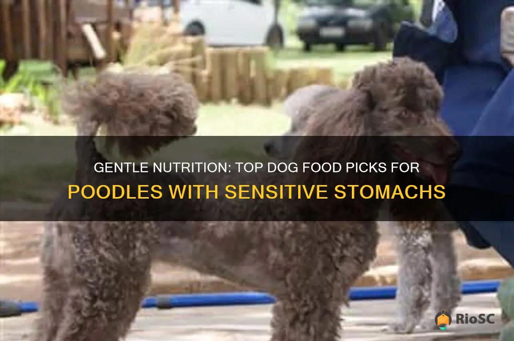 best dog food for poodles with sensitive stomach