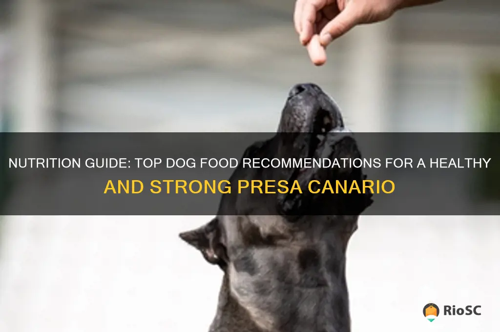 best dog food for presa canario