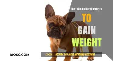 Nutritious Puppy Weight Gain: Top Dog Food Choices for Healthy Growth