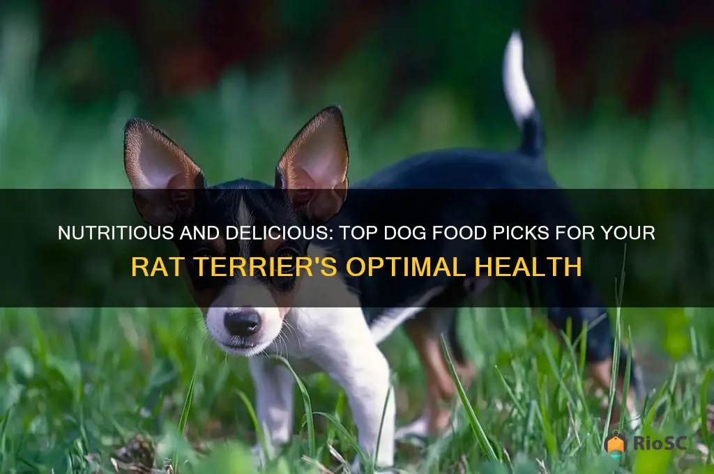 best dog food for rat terriers