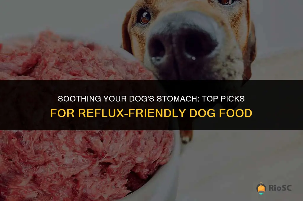 best dog food for reflux