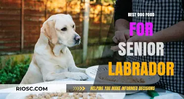 Nutritious Delights for Golden Years: The Ultimate Guide to Senior Labrador Dog Food