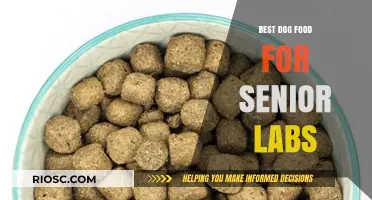 Nutritious Choices: Top Dog Food Recommendations for Aging Labrador Retrievers