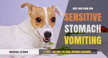 Gentle on the Tummy: Top Dog Foods to Soothe Sensitive Stomachs and Prevent Vomiting