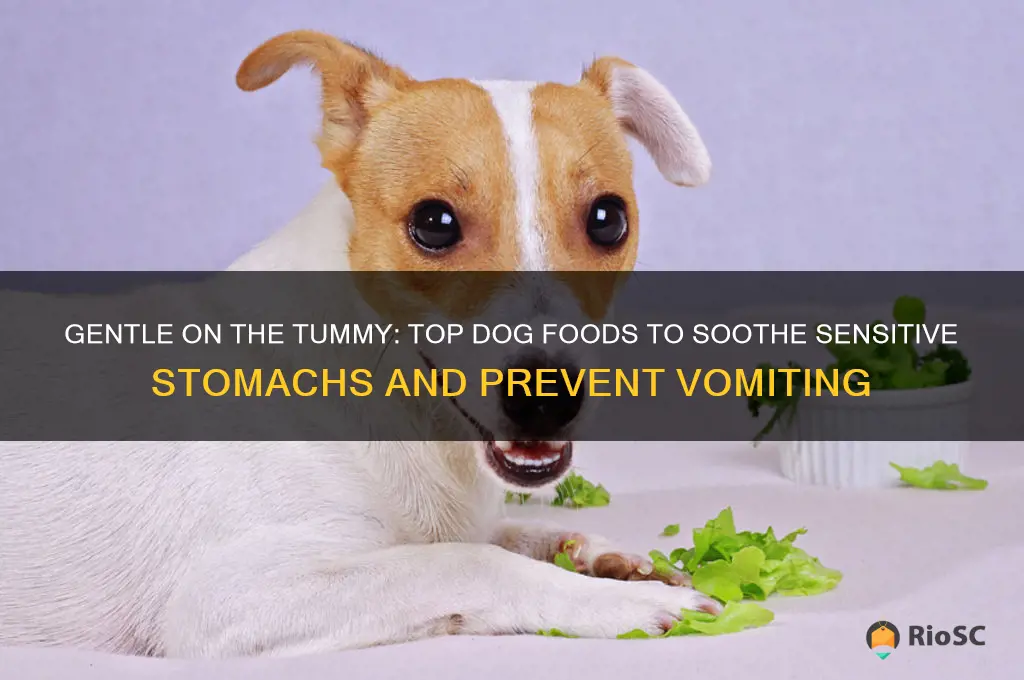 best dog food for sensitive stomach vomiting