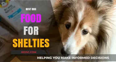 Nutritious and Delicious: Top Dog Food Recommendations for Shelties to Thrive