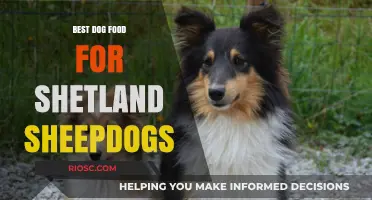 Nutritious and Delicious: Top Dog Food Recommendations for Shetland Sheepdogs
