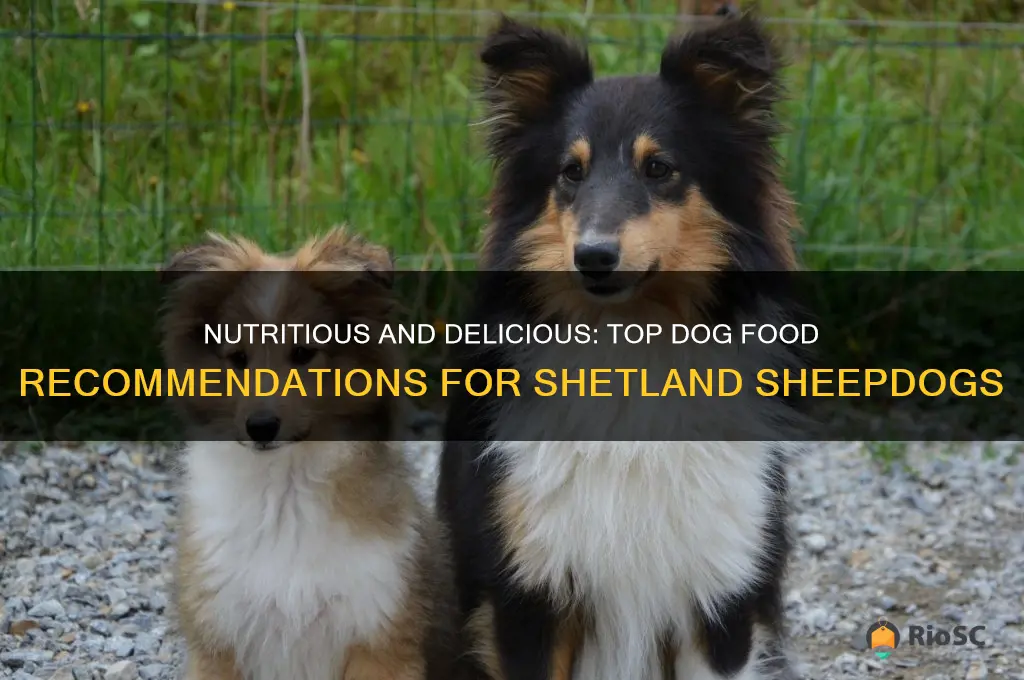 best dog food for shetland sheepdogs