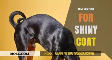 Top Dog Food Choices for a Lustrous, Shiny Coat: Expert Recommendations