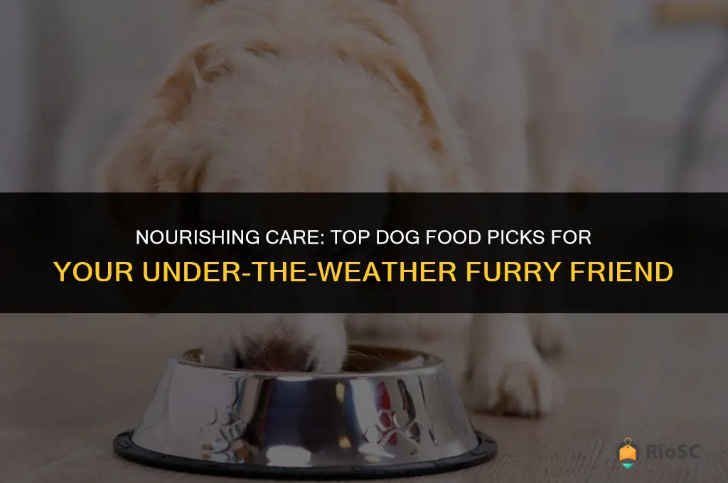 best dog food for sick dogs