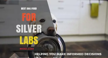 Nutritious and Delicious: Top Dog Food Recommendations for Silver Labs