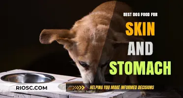 Nourish Inside and Out: Top Dog Foods for Healthy Skin and Stomach