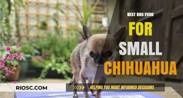 Nutritious and Delicious: Top Dog Food Picks for Your Small Chihuahua
