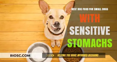 Gentle Nutrition: Top Dog Food Picks for Small Breeds with Sensitive Stomachs