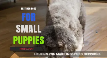 Nutritious Bites: Top Dog Food Choices for Small Puppies to Thrive