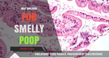 Freshen Up Your Dog's Poop: Top Dog Foods to Combat Smelly Stools