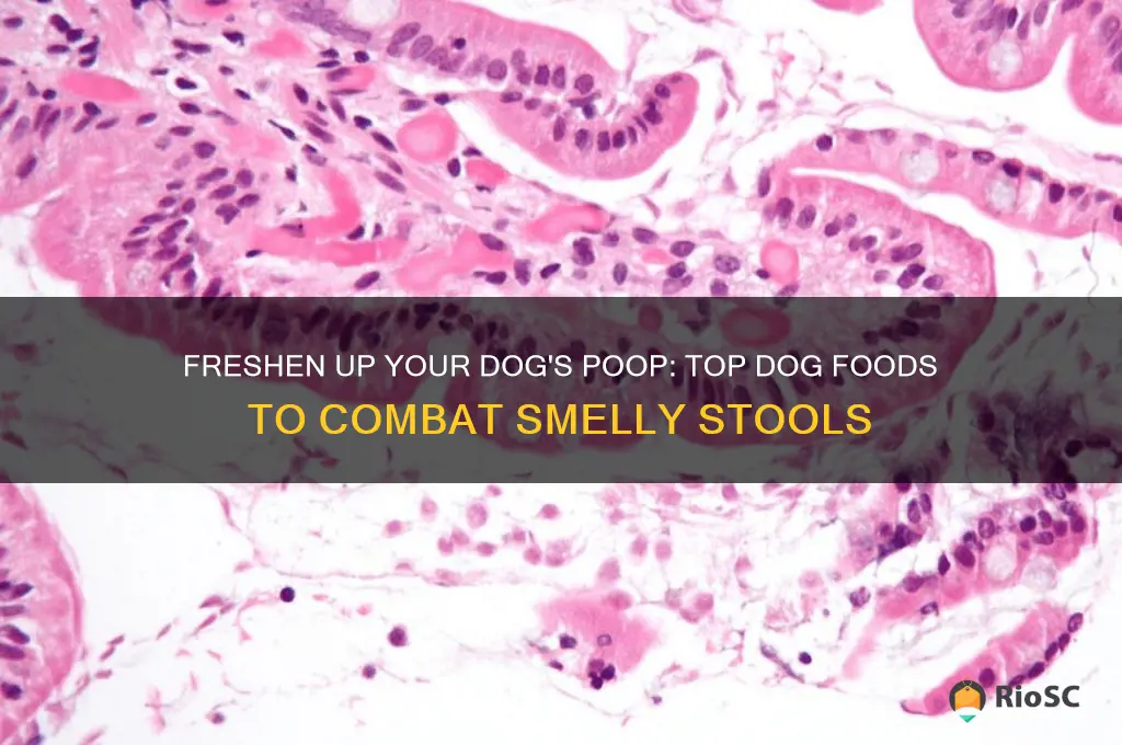 best dog food for smelly poop