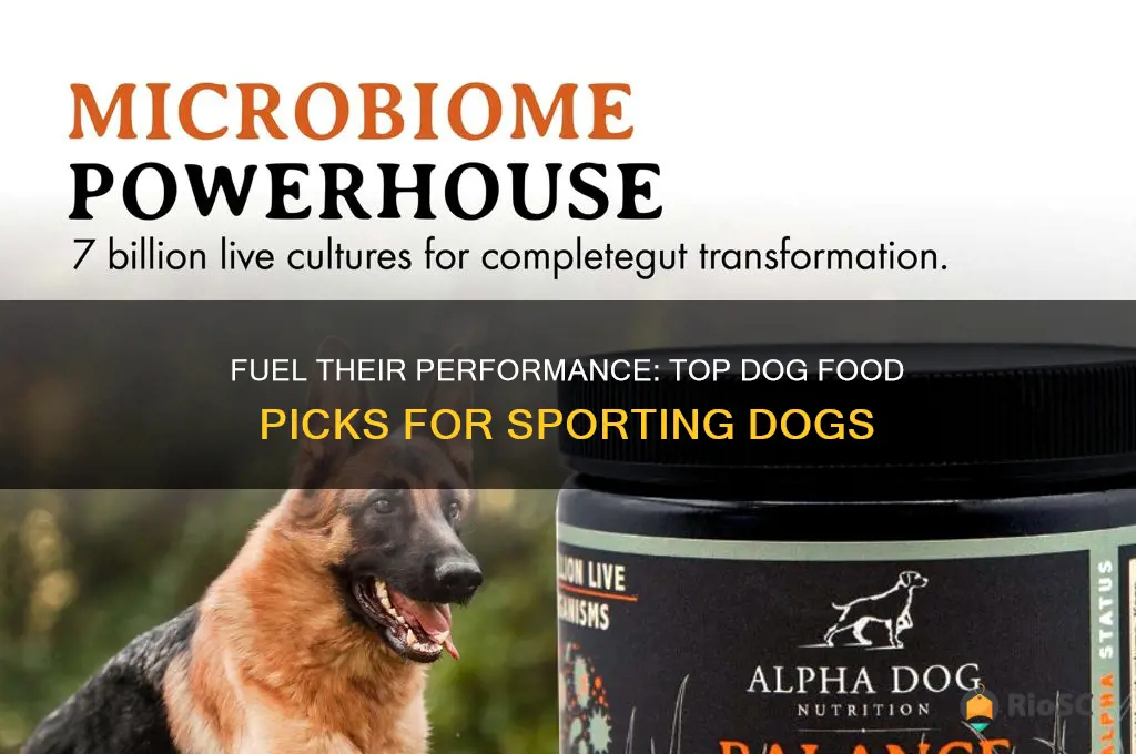 best dog food for sporting dogs