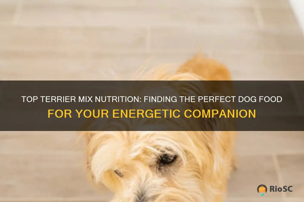 best dog food for terrier mix