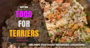 Nutrition for Your Energetic Terrier: Top Dog Food Picks