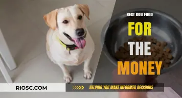 Top-Rated Dog Food Options That Won't Break the Bank