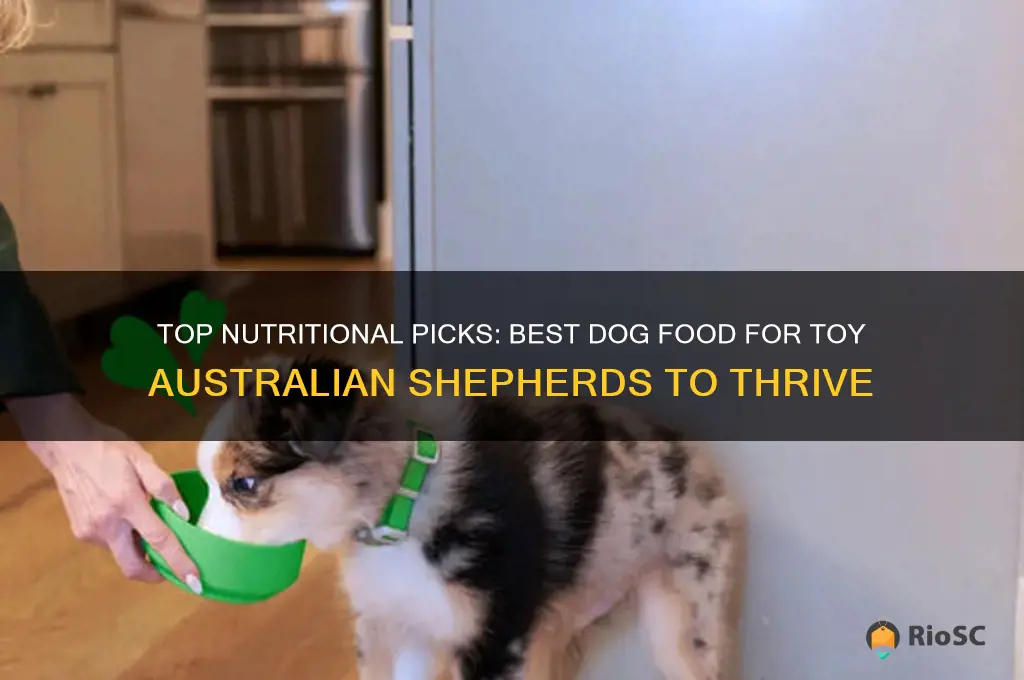 best dog food for toy australian shepherd