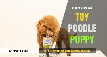Top-Rated Dog Food Options for Toy Poodle Puppies: Nutrition for Healthy Growth and Shiny Coats