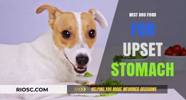 Soothing Solutions: Top Dog Foods to Calm an Upset Stomach