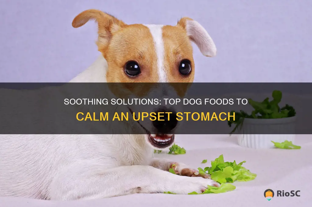 best dog food for upset stomach