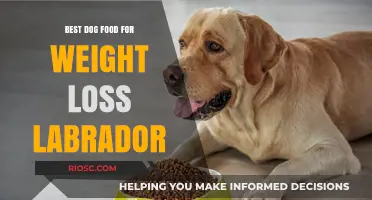 Slimming Down Your Labrador: A Guide to the Best Dog Foods for Weight Loss