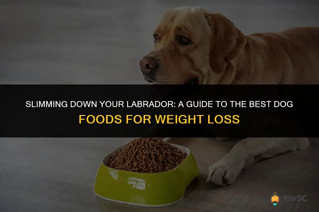 best dog food for weight loss labrador